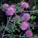 Image of Melaleuca glumacea Craven & R. D. Edwards