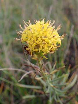 صورة Galatella linosyris (L.) Rchb. fil.