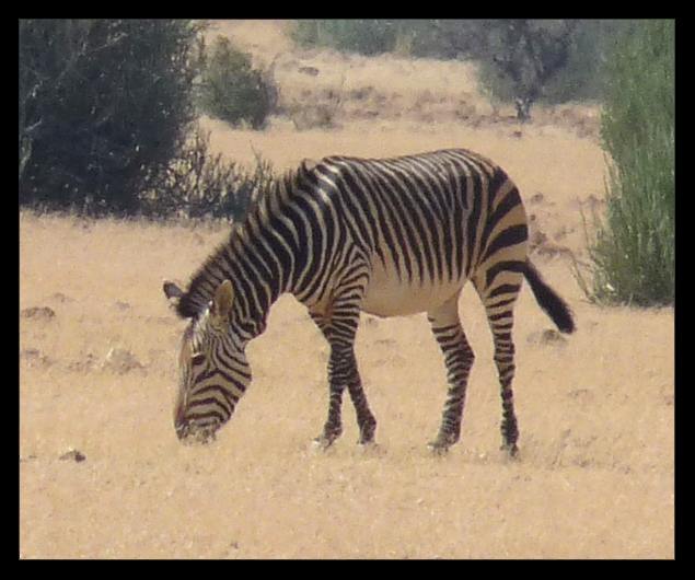 Image of <i>Equus zebra hartmannae</i>