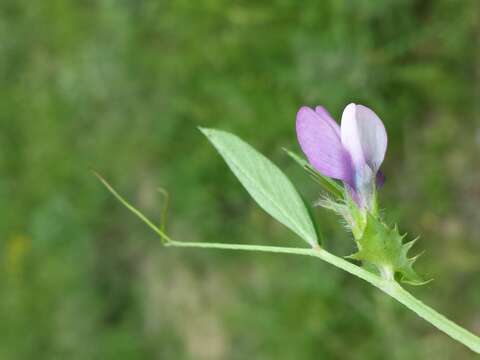 Image of Bithynian vetch