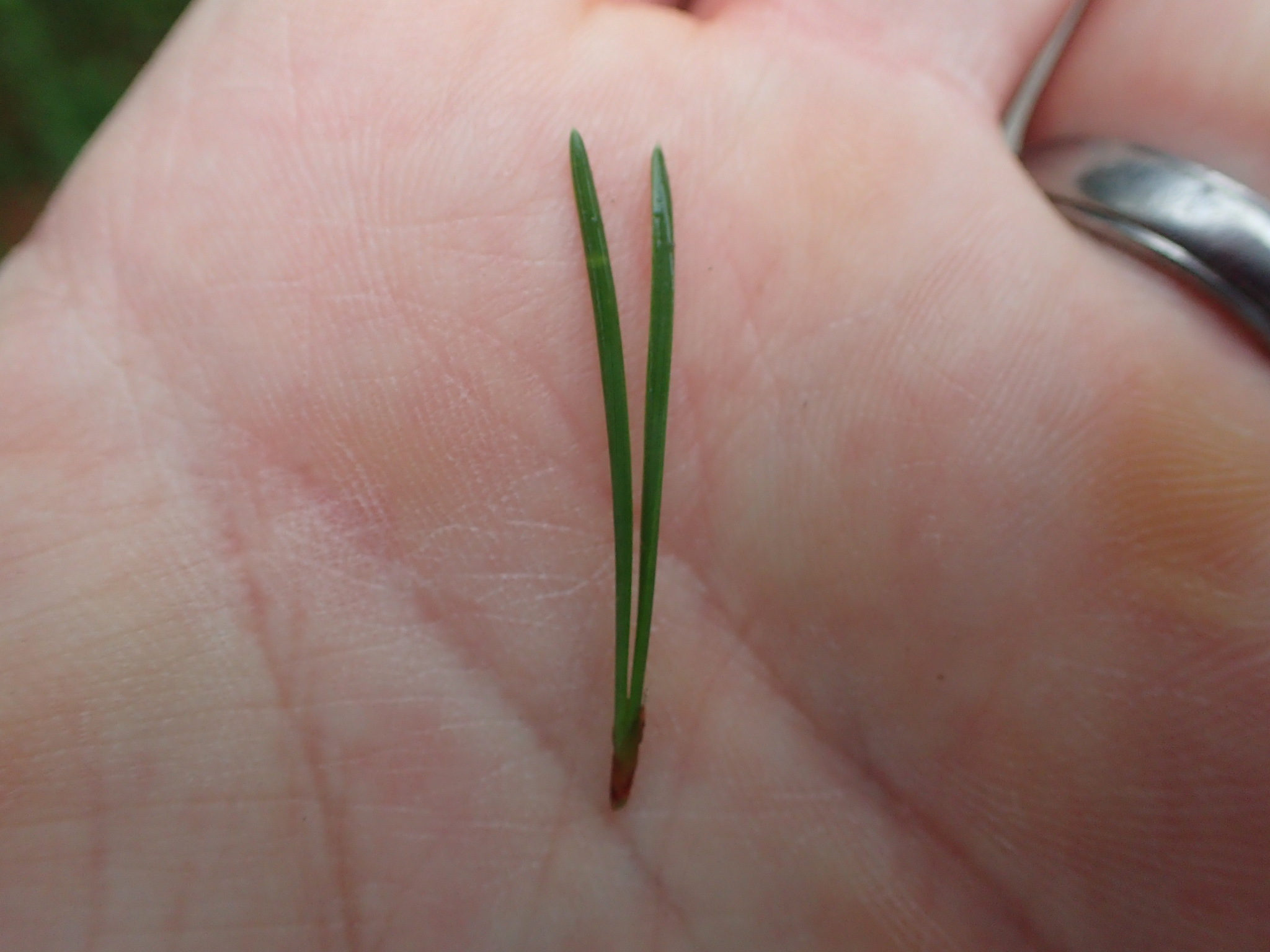 Image of <i>Pinus virginiana</i>