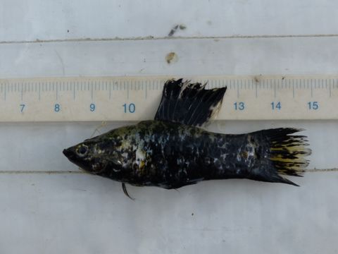 18.https www inaturalist org photos 2126813.580x360