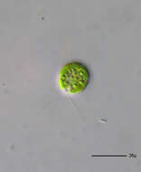 Image of Chlamydomonadaceae