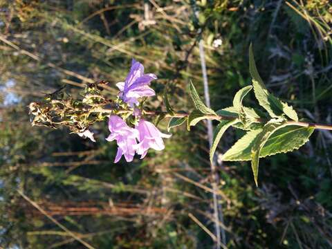 Imagem de Campanula bononiensis L.