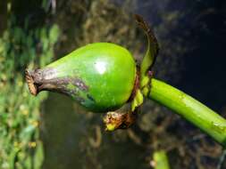 Image of Yellow Water-lily