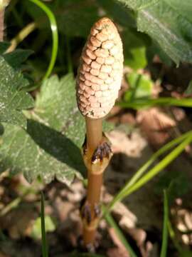 Image of field horsetail