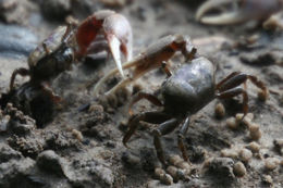 Image of Atlantic sand fiddler