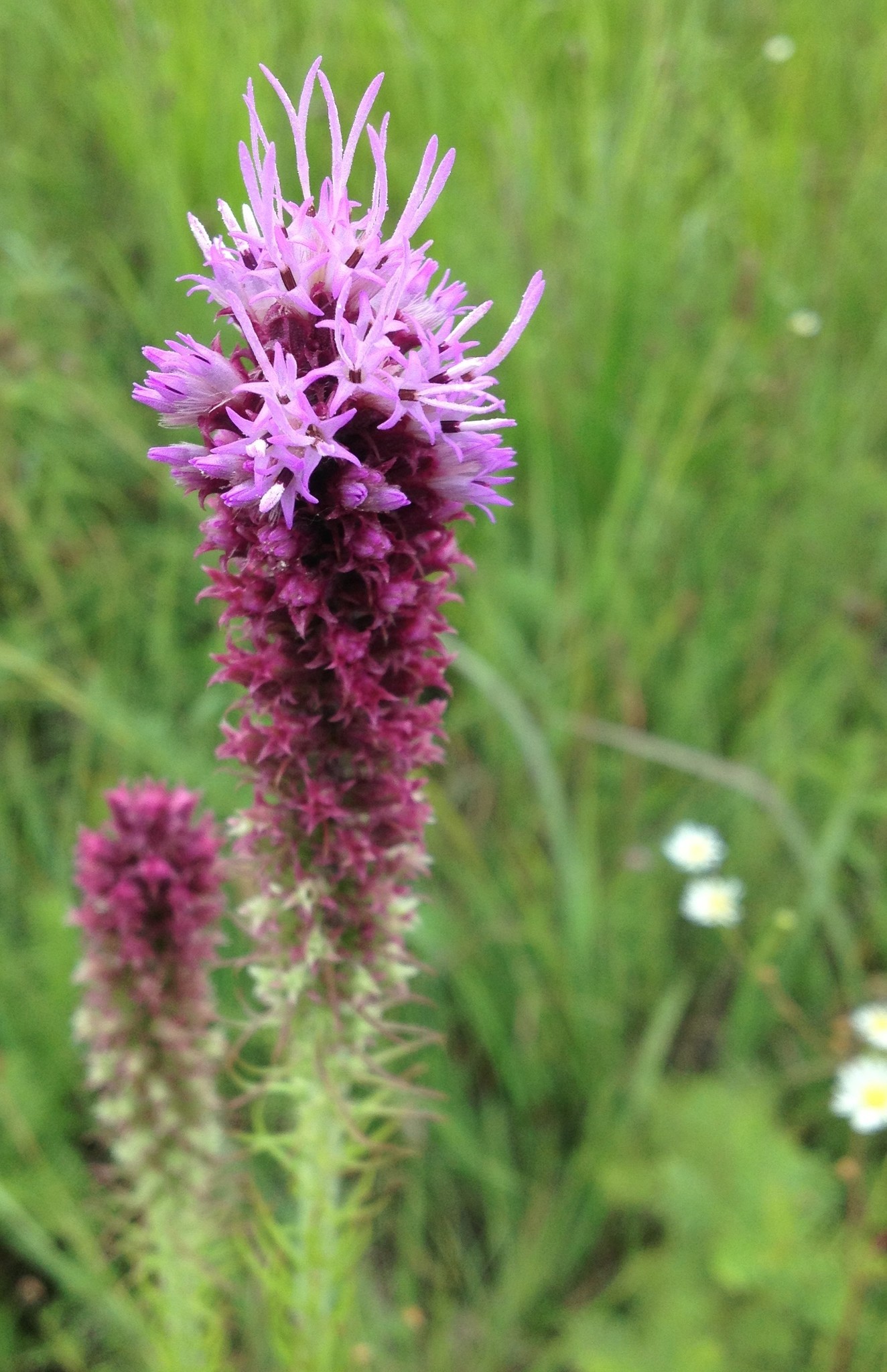 Image of <i>Liatris punctata</i>