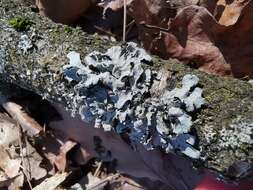 Image of Hammered shield lichen