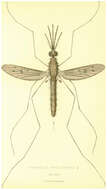 Image of Anopheles maculipennis Meigen 1818