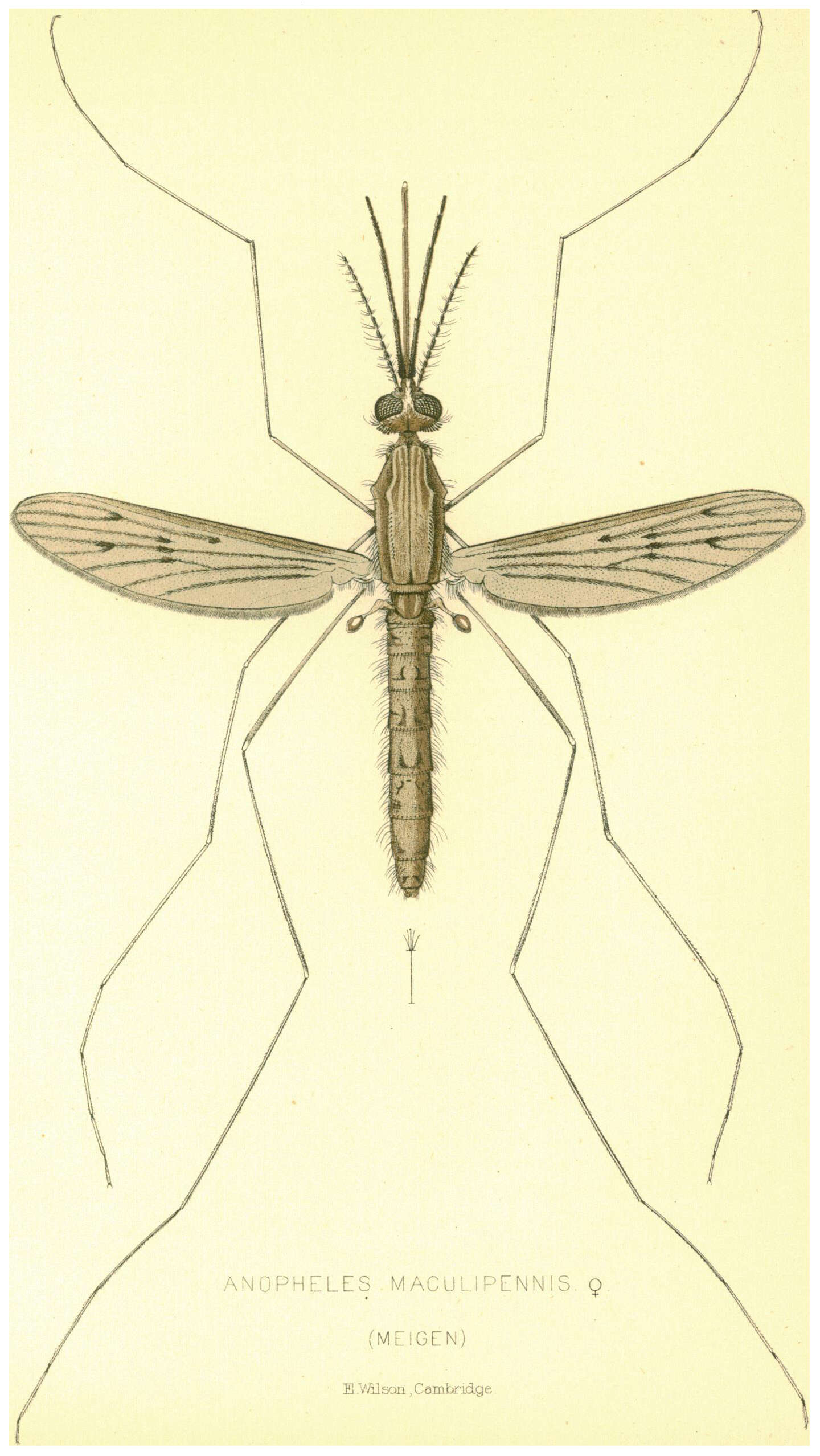 Image of Anopheles maculipennis Meigen 1818