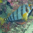 Image of Flag fish