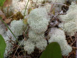 Image of Reindeer lichen