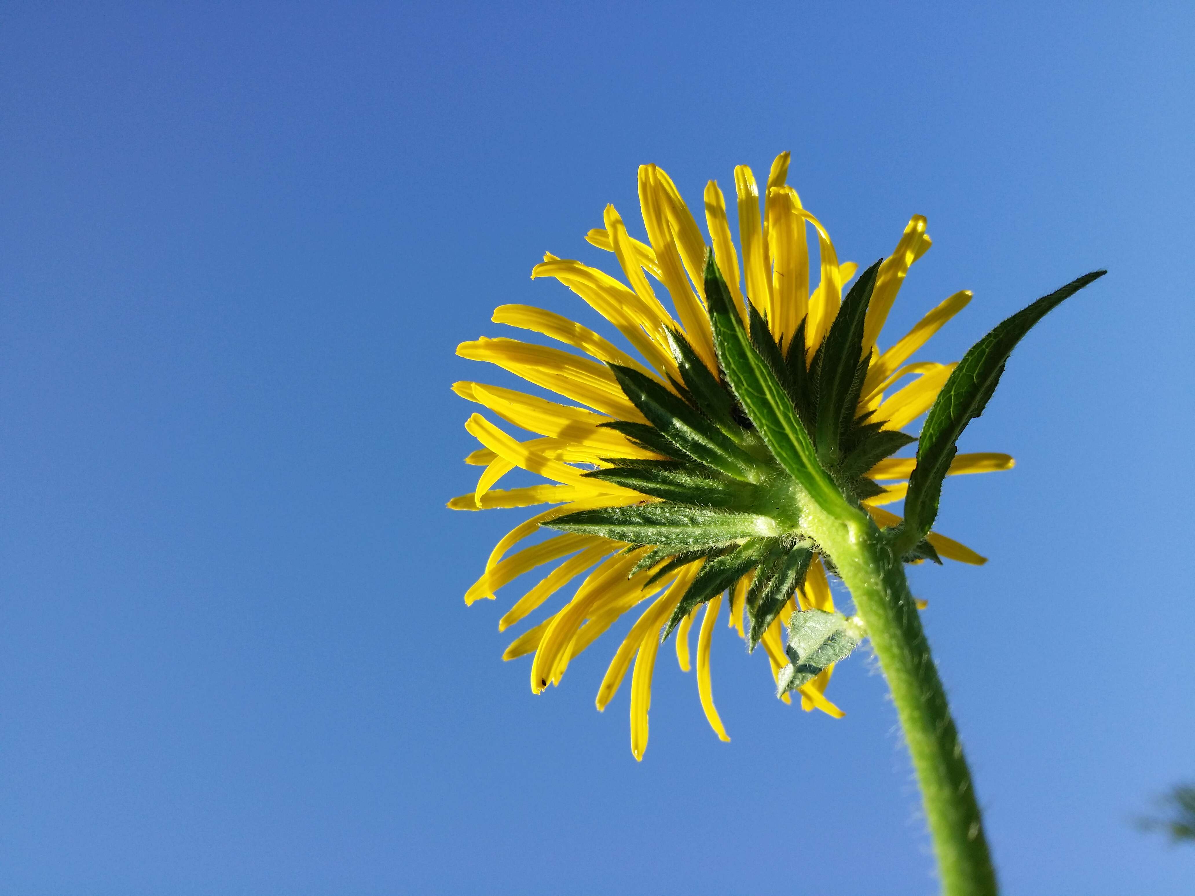 Image of Inula hirta