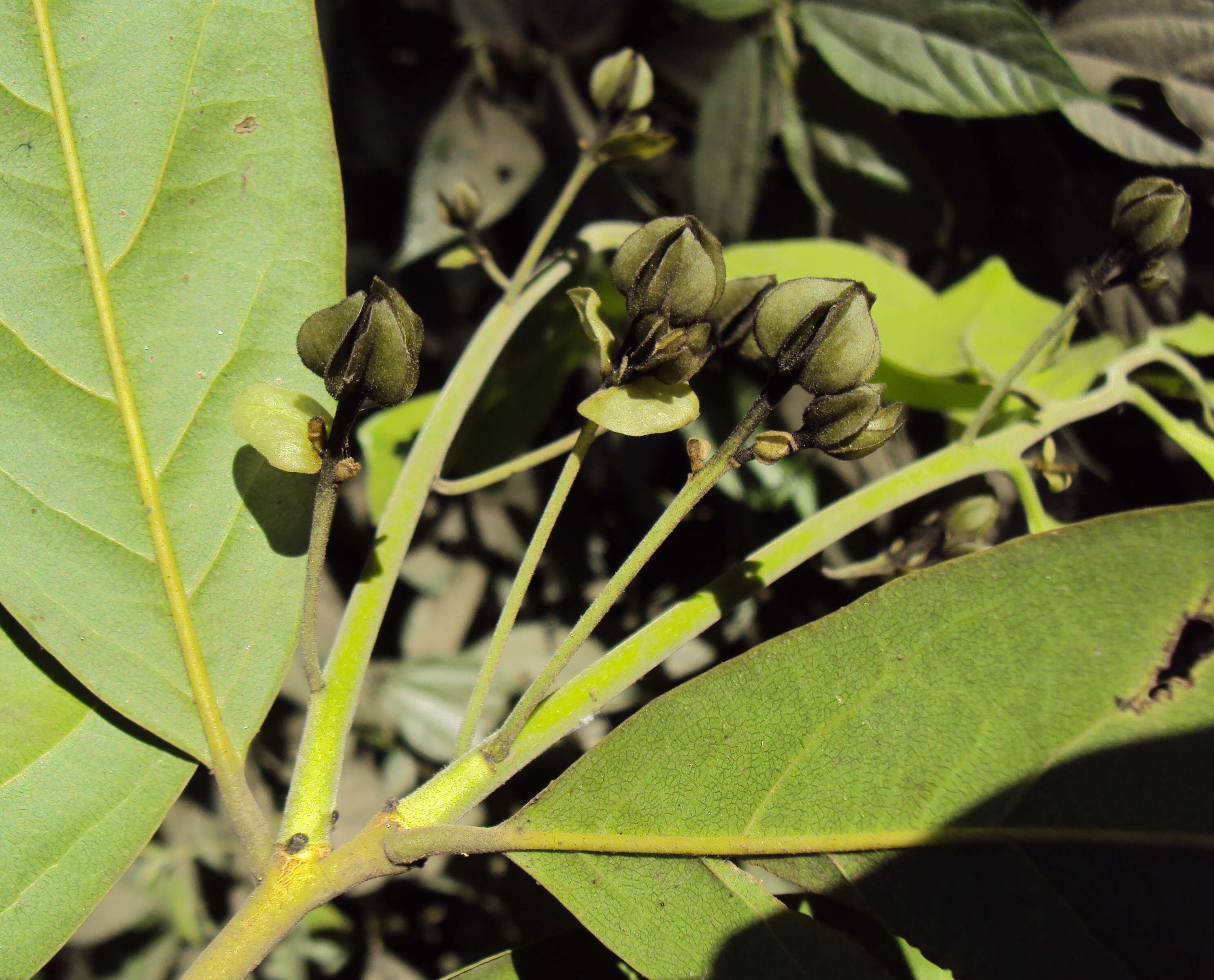 Image de Diospyros paniculata Dalzell