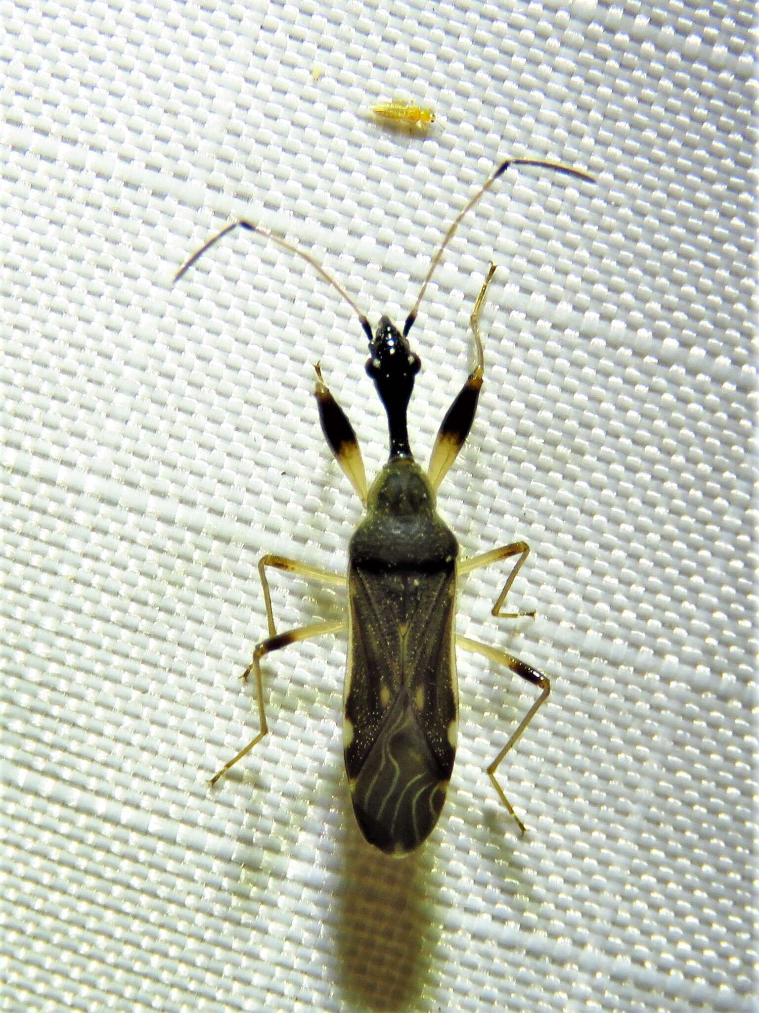 Image of Long-necked Seed Bugs