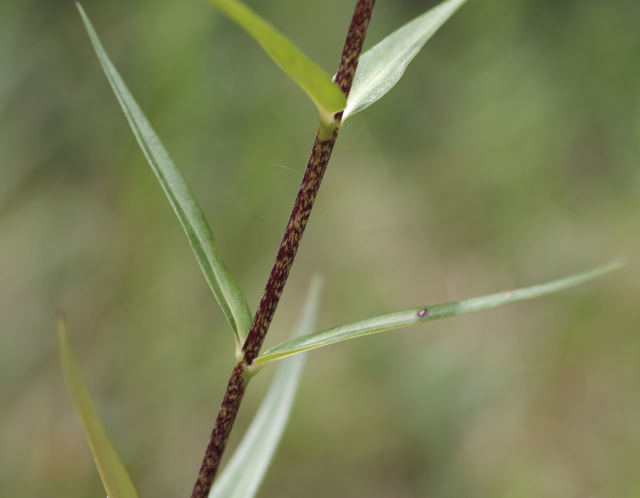 Image of <i>Phlox maculata</i>