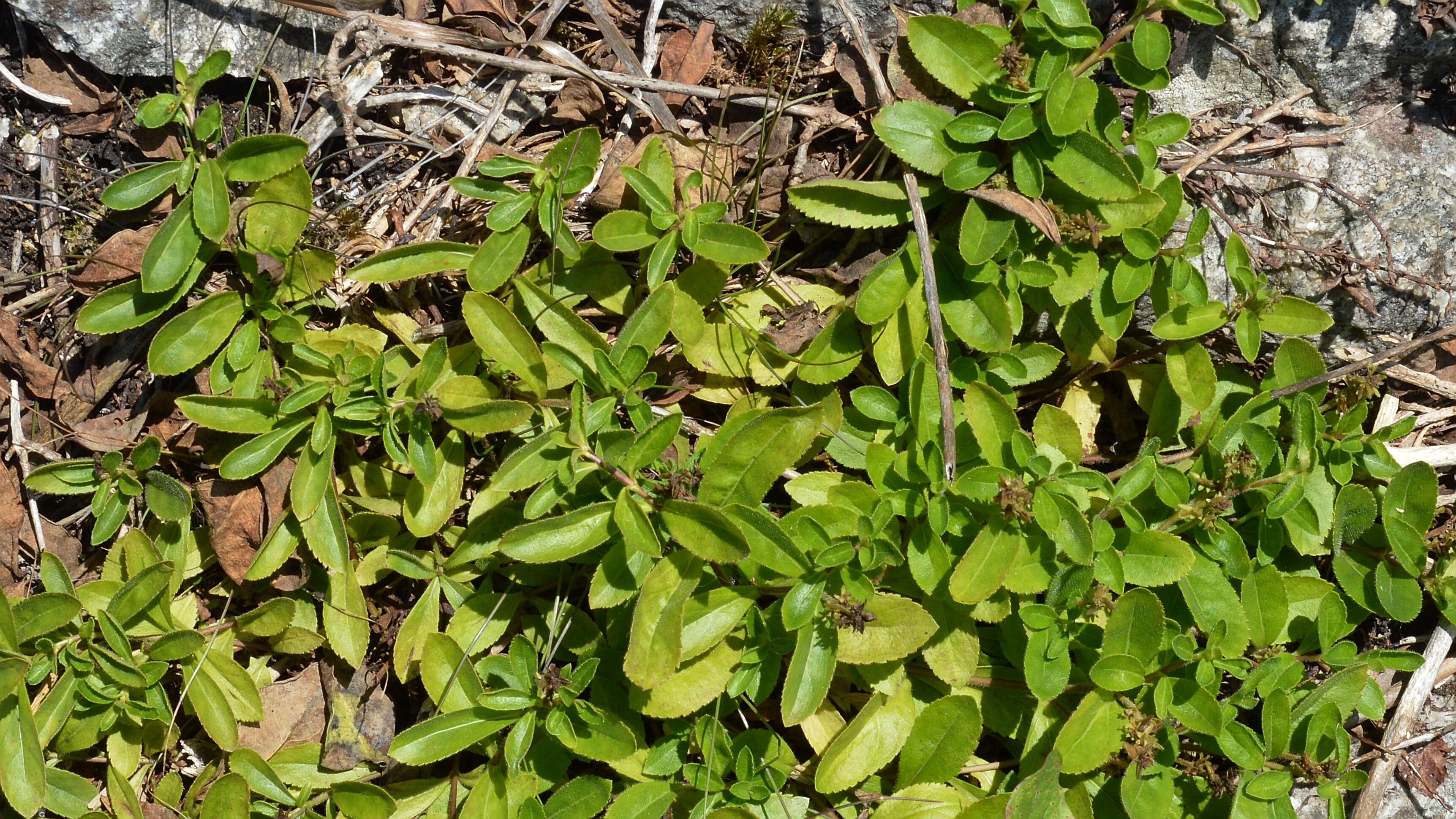 Image of Health Speedwell