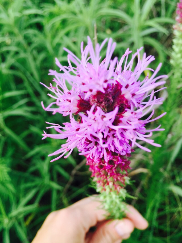 Image of <i>Liatris punctata</i>
