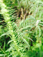 Image of <i>Liatris punctata</i>