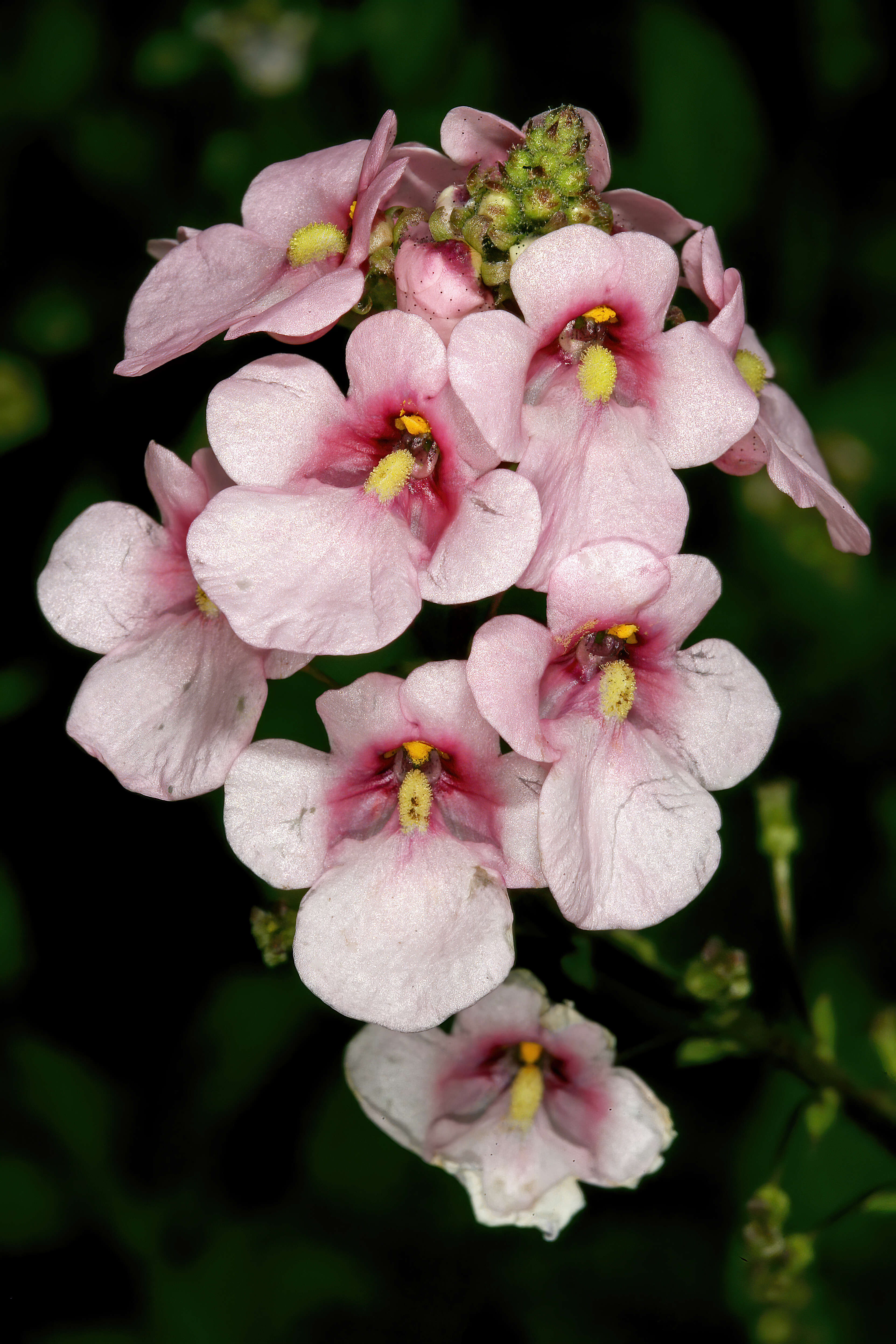 Image of Diascia rigescens E. Mey. ex Benth.