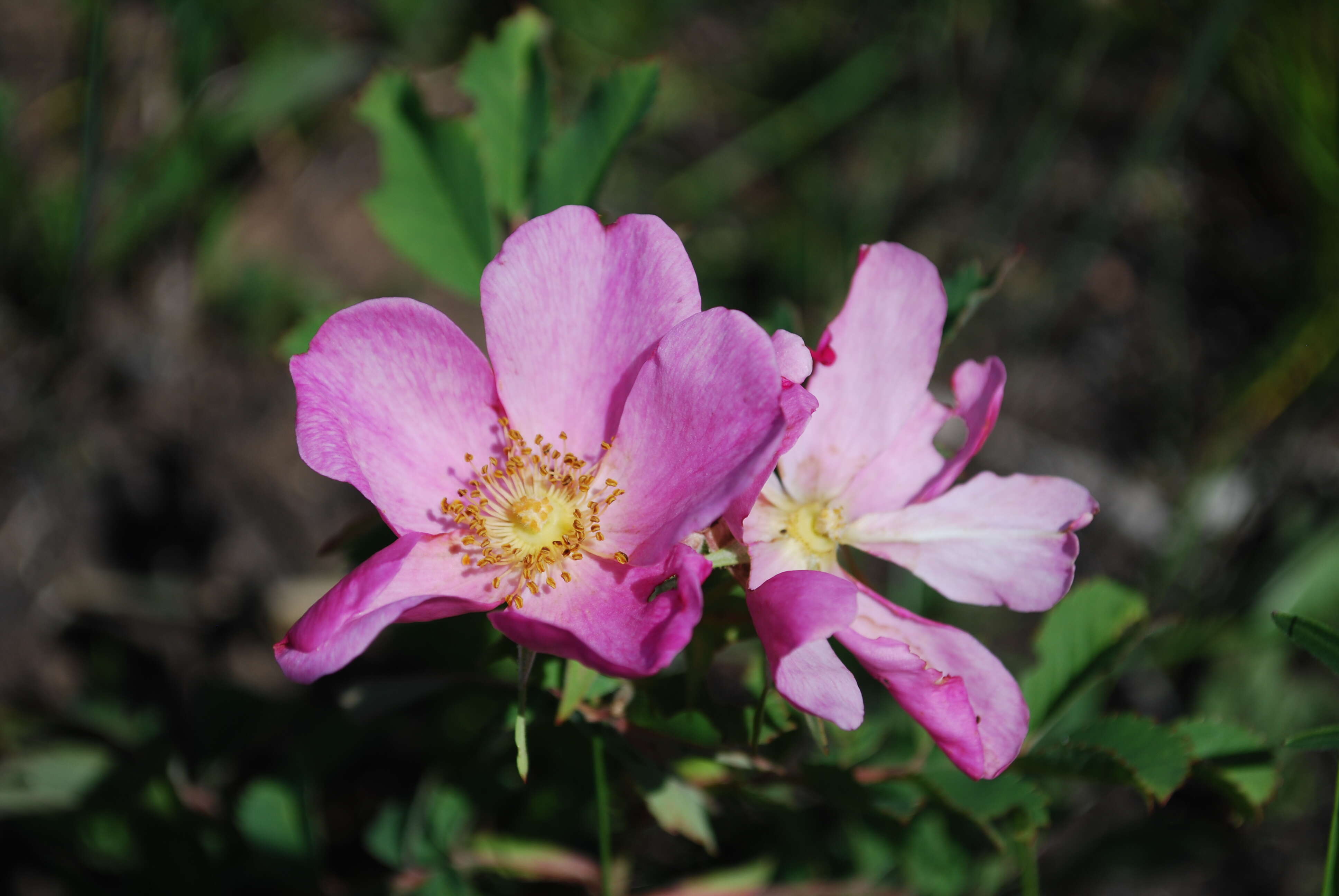 Image of prairie rose