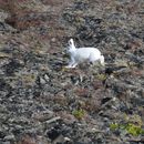 Image of Arctic Hare