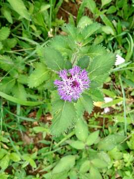 Plancia ëd Centratherum punctatum Cass.