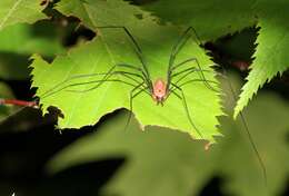 Image of Daddy-long-legs