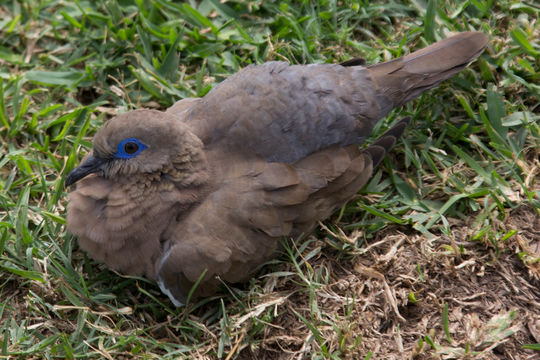 Image of West Peruvian Dove