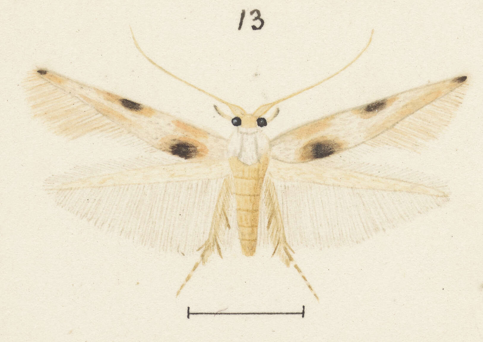 Слика од Calicotis crucifera Meyrick 1889