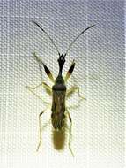Image of Long-necked Seed Bugs