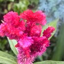 Image of <i>Celosia argentea</i>
