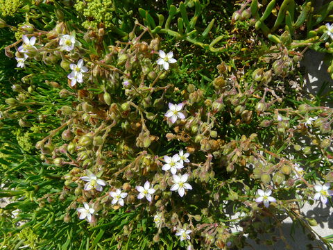 Image of <i>Spergularia media</i>
