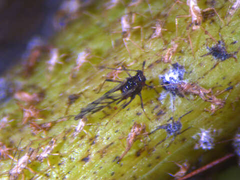 Image of Banana aphid