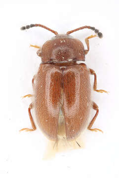 Image of handsome fungus beetles