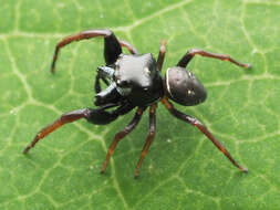 Image of Zygoballus sexpunctatus (Hentz 1845)