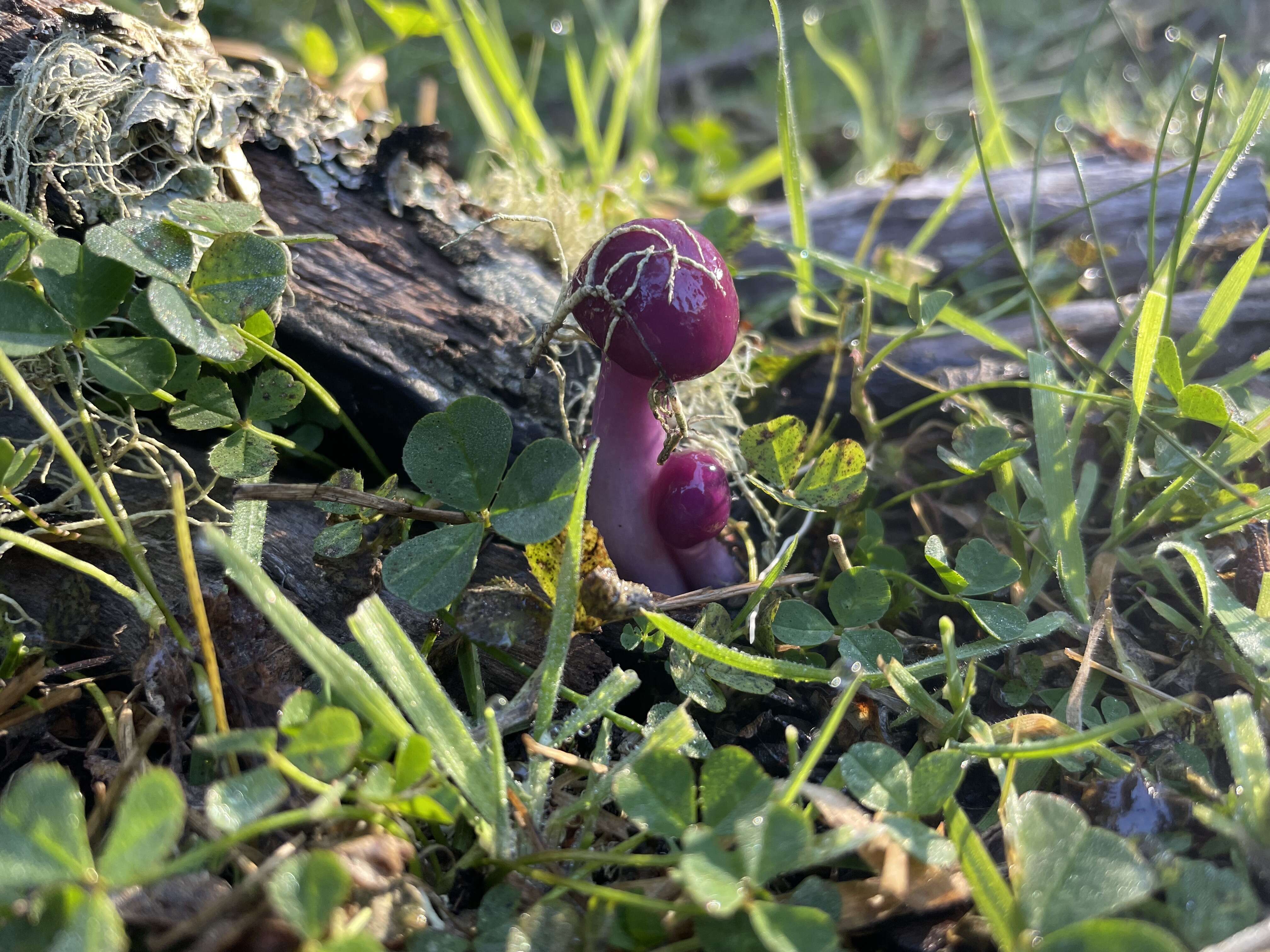 Imagem de Cortinarius magellanicus Speg. 1887