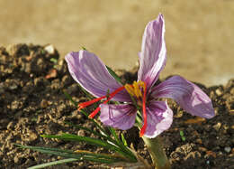 Image of autumn crocus