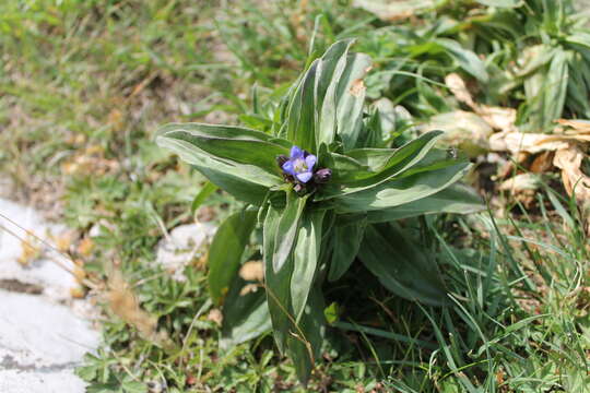 Image of Cross gentian