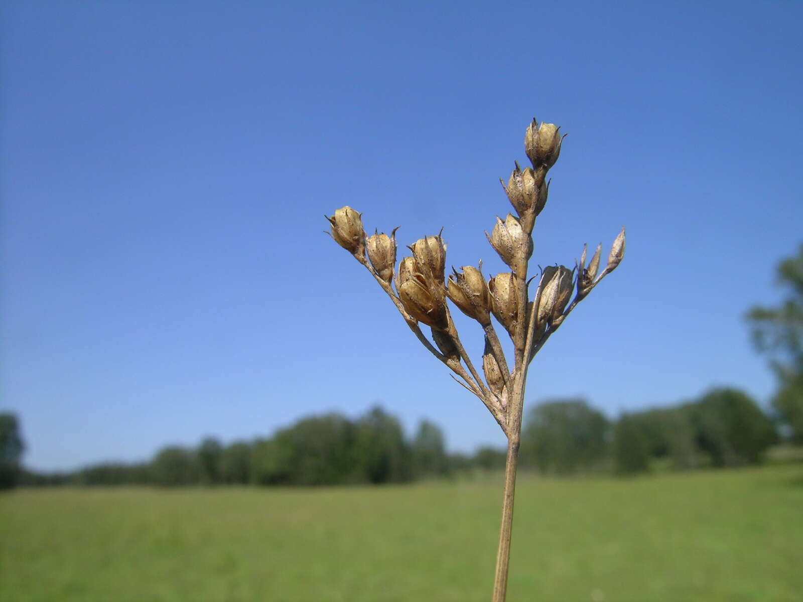 Image of forked rush