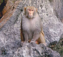 Image of Rhesus Monkey