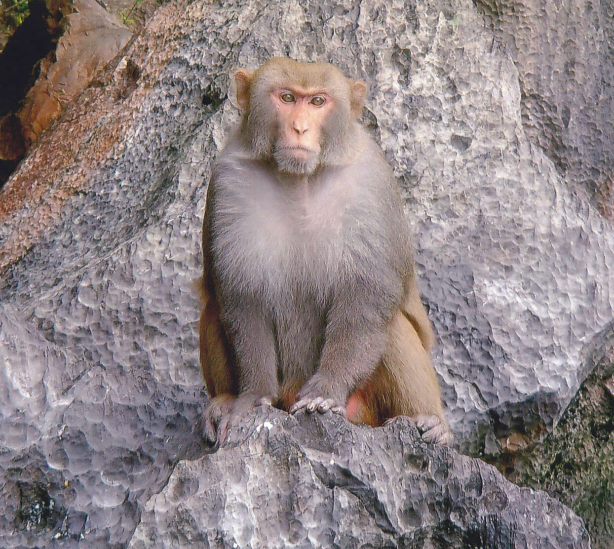 Image of Rhesus Monkey