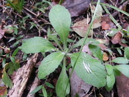 Image of <i>Erigeron sumatrensis</i>