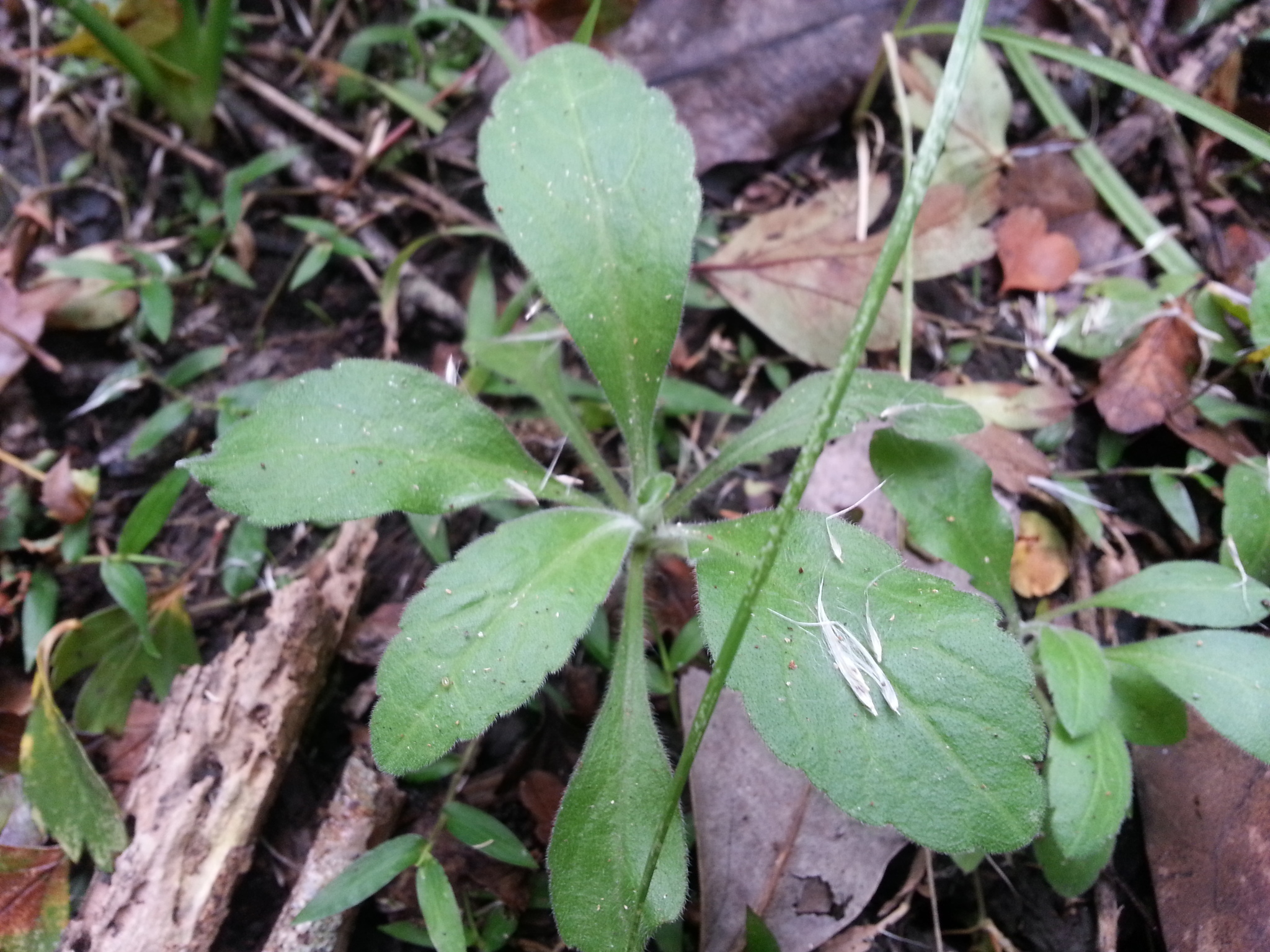 Image of <i>Erigeron sumatrensis</i>