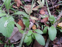 Image of <i>Erigeron sumatrensis</i>