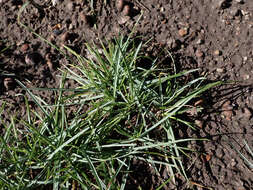 Image of blue moor grass