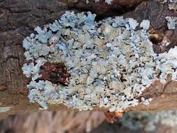 Image of Hammered shield lichen