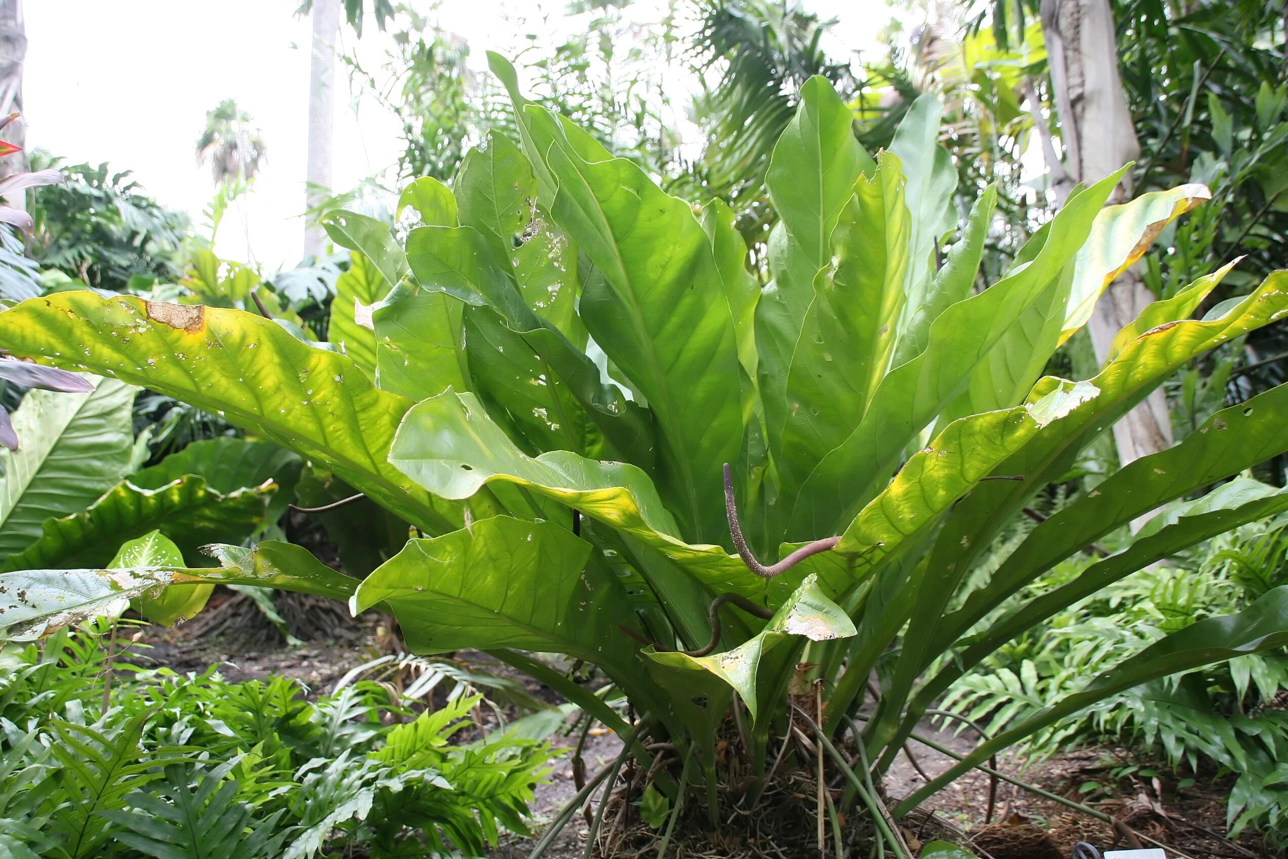 Image of Scalloped Laceleaf