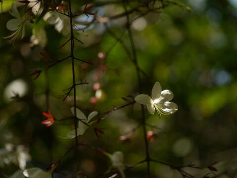 Image of Clerodendrum schmidtii C. B. Clarke